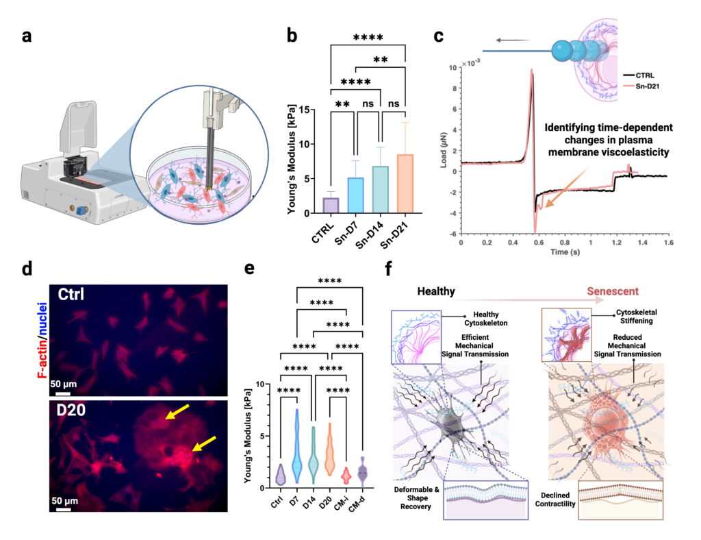 Faces of Mechanobiology - Bone mechano-aging at single-cell resolution: senescence and SASP proximity drive distinct osteocyte mechanophenotypes. 