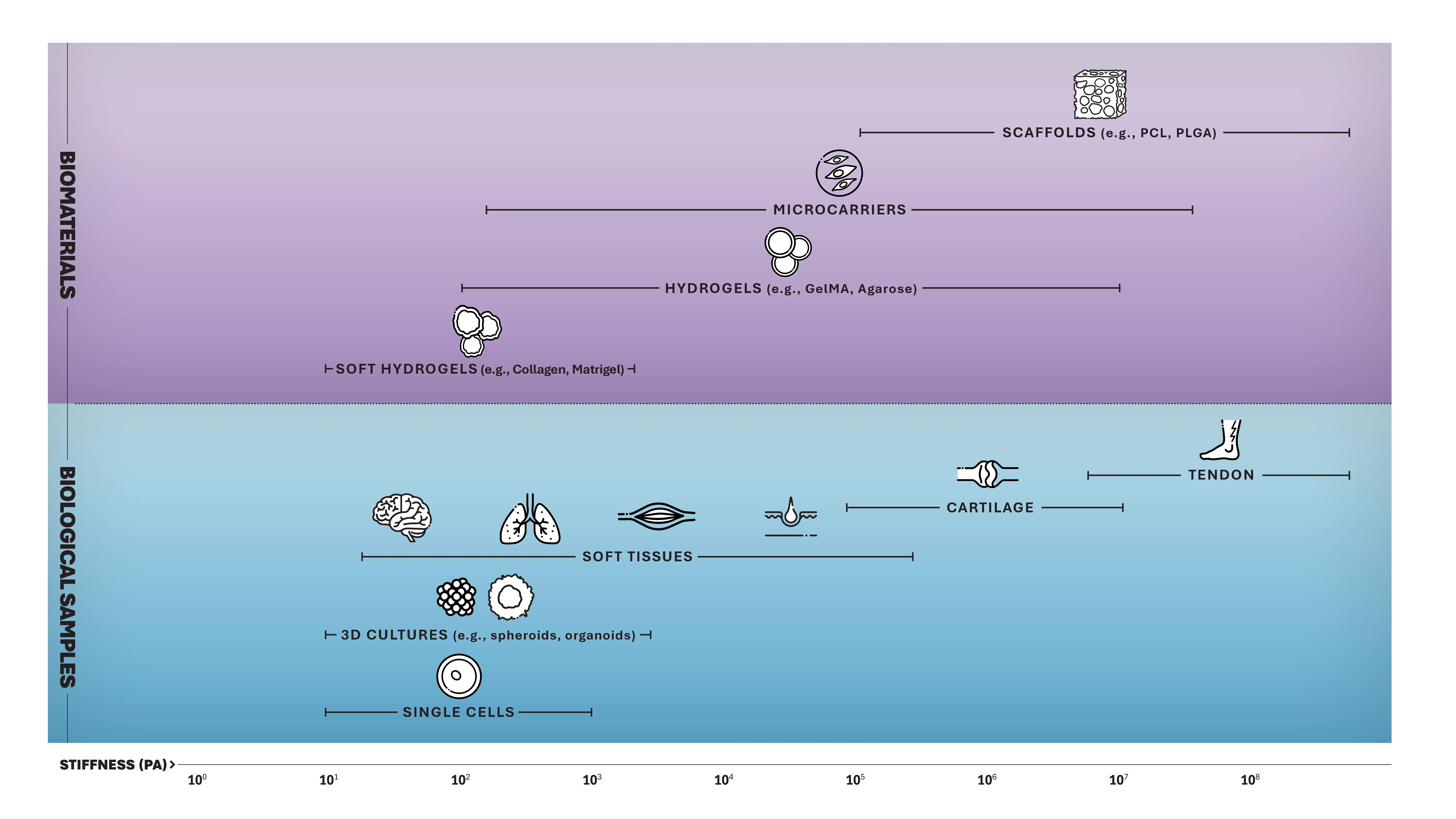 Mechanobiology can measure stiffness in biomaterials and biological samples