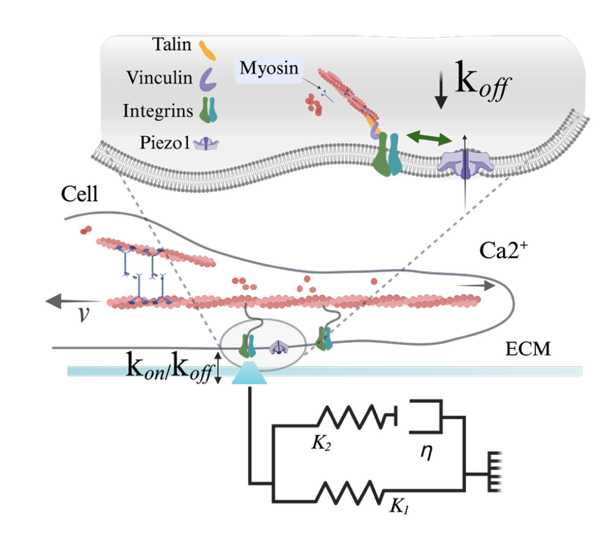Diagram showing how Piezo1 and integrins influence molecular clutch engagement between a cell and a viscoelastic extracellular matrix.