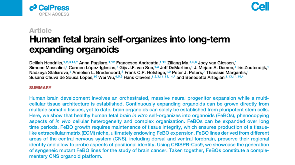 Screenshot of an open-access scientific article from Cell Press. The title reads 'Human fetal brain self-organizes into long-term expanding organoids.' Authors Delilah Hendriks, Anna Pagliaro, Francesco Andreata, and several others are listed. The summary section explains that human brain development involves orchestrated neural progenitor expansion and mentions the establishment of organoids from fetal brain tissue, discussing aspects like cellular heterogeneity and organization. The research utilizes CRISPR-Cas9 to study brain cancer and posits fetal brain organoids (FeBOs) as a platform for studying the central nervous system.