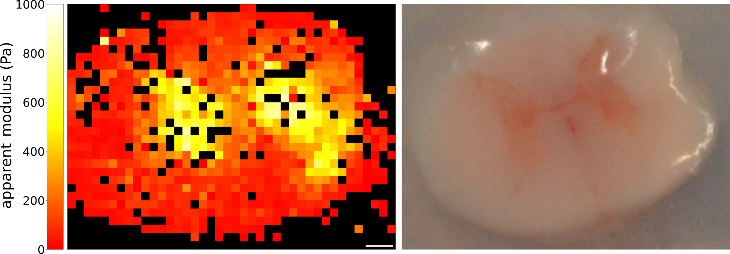 Heat map of apparent modulus in a porcine spinal cord slice, showing stiffer gray matter regions next to the corresponding tissue image.