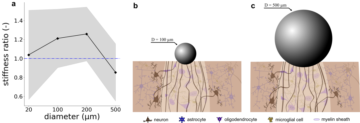 Figure showing how spinal cord gray and white matter stiffness ratios shift with indenter size, with schematics of spherical indentation in white matter.