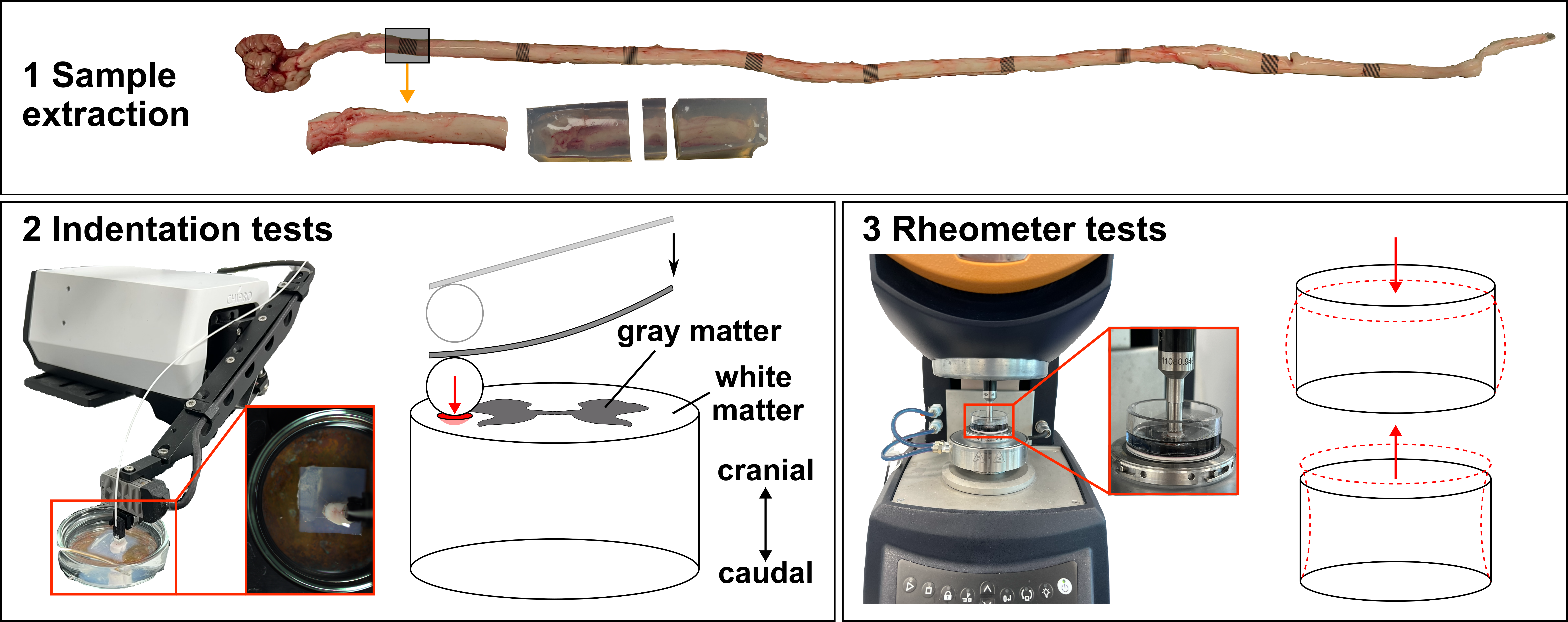 Multimodal pipeline for spinal cord tissue characterization, combining Chiaro nanoindentation with rheometer compression and tension testing.