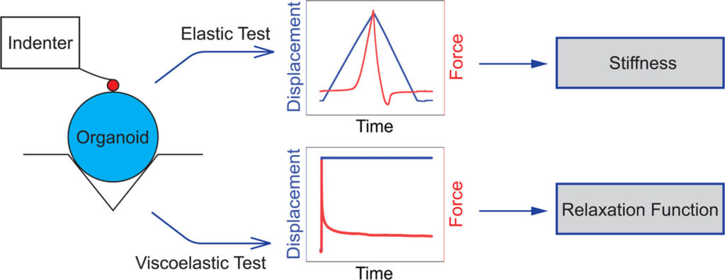 Schematic of brain organoid nanoindentation showing elastic stiffness testing and viscoelastic ramp-and-hold testing for relaxation.