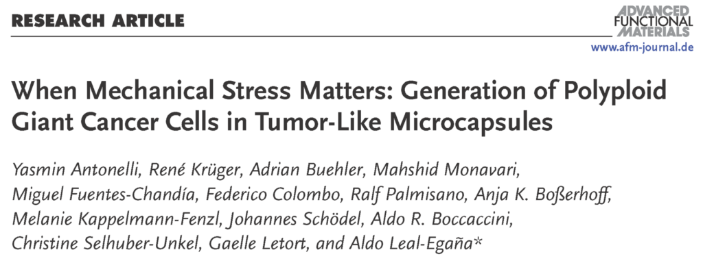 Header of a research article from Advanced Functional Materials. Title: 'When Mechanical Stress Matters: Generation of Polyploid Giant Cancer Cells in Tumor-Like Microcapsules.' Below the title, a list of authors is displayed: Yasmin Antonelli, René Krüger, Adrian Buehler, Mahshid Monavari, Miguel Fuentes-Chandía, Federico Colombo, Ralf Palmisano, Anja K. Böserhoff, Melanie Kappelmann-Fenzl, Johannes Schödel, Aldo R. Boccaccini, Christine Selhuber-Unkel, Gaelle Letort, and Aldo Leal-Egaña, with an asterisk indicating the corresponding author.